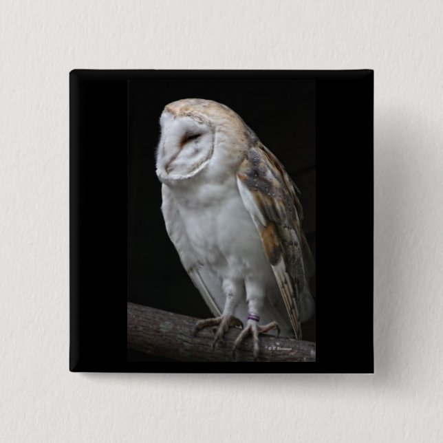 Barn Owl Pinback Button (Front)