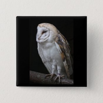 Barn Owl Pinback Button by Rosemariesw at Zazzle