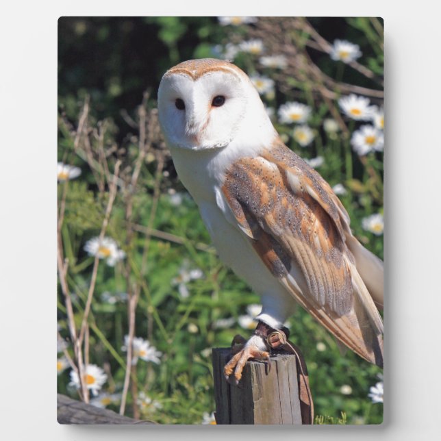 Barn Owl Plaque (Front)