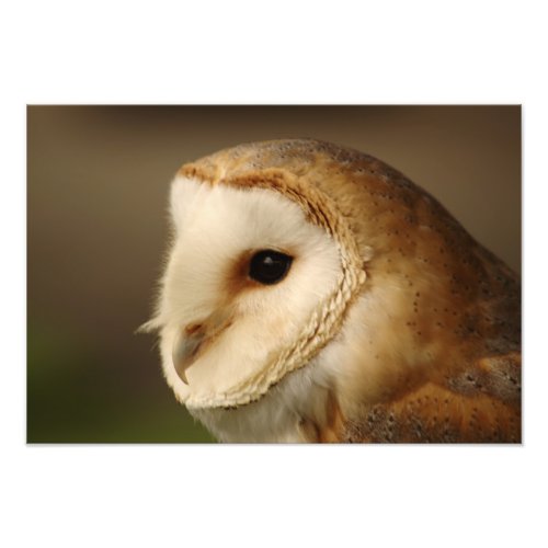 Barn Owl Portrait Photo Print