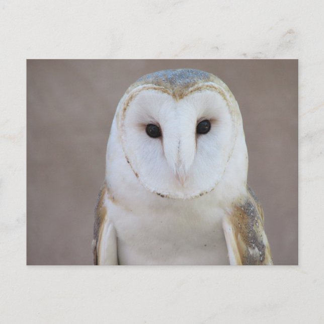Barn Owl Postcard (Front)