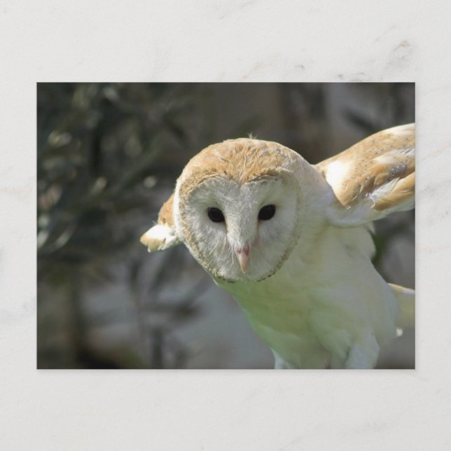 Barn Owl Postcard (Front)