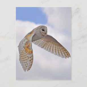 Barn Owl Postcard