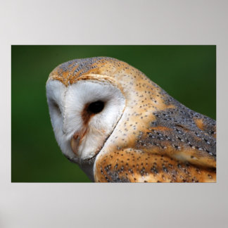 Barn Owl Poster
