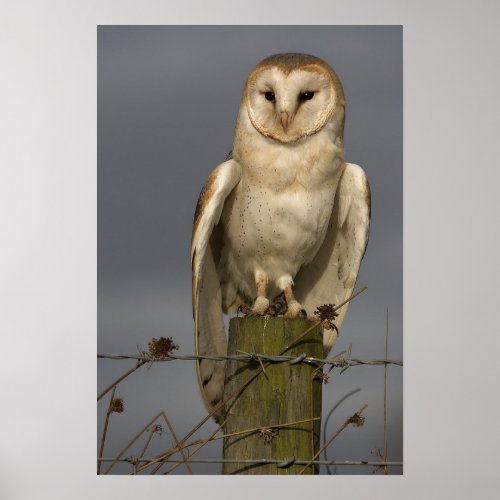 Barn Owl Poster