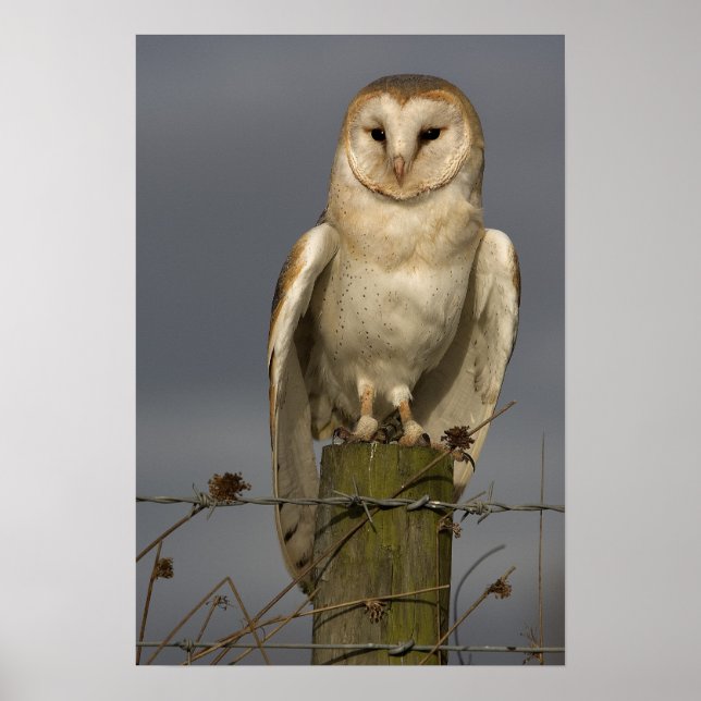 Barn Owl Poster (Front)