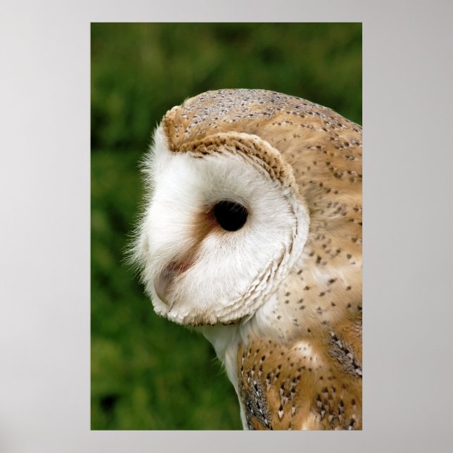 BARN OWL POSTER (Front)