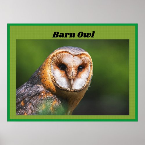 Barn Owl Poster
