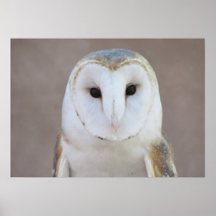 Barn Owl Poster