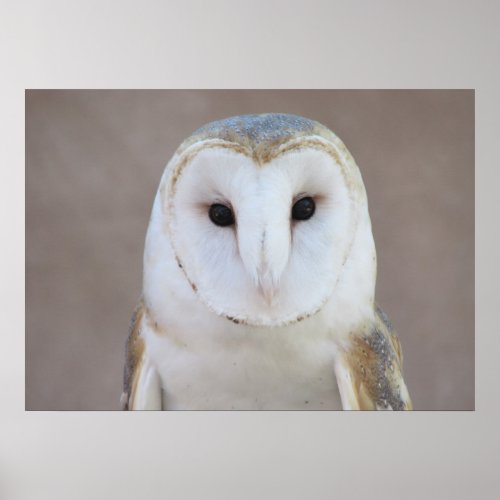 Barn Owl Poster