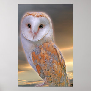 Barn Owl Poster Poster Print