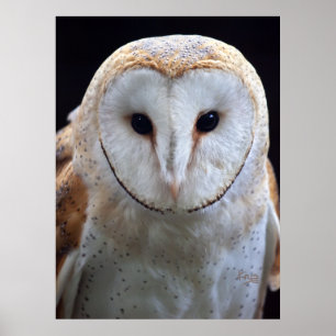 Barn Owl Print