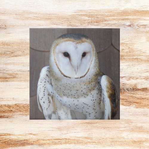 Barn Owl Raptor Photo Tile