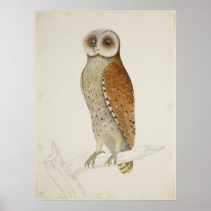 Barn owl rustic vintage nature bird illustration poster