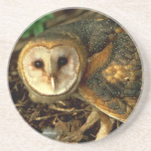 Barn Owl Sandstone Coaster