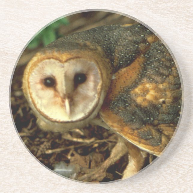 Barn Owl Sandstone Coaster (Front)