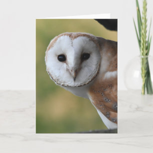 Barn owl Scotland Card
