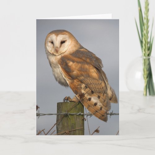 Barn Owl Slightly Ruffled Card