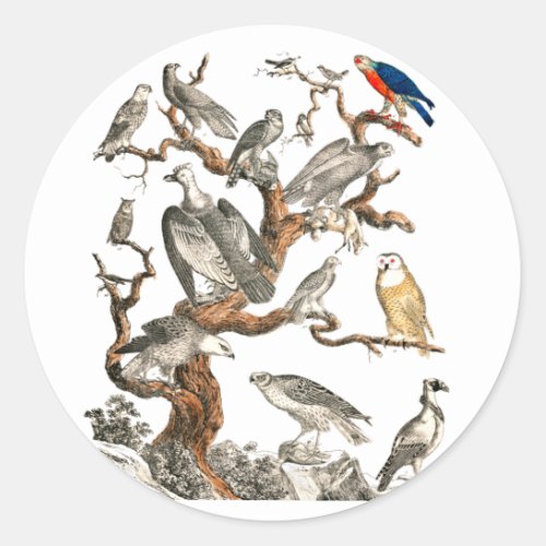 Barn Owl Snowy Bird Nature Classic Round Sticker