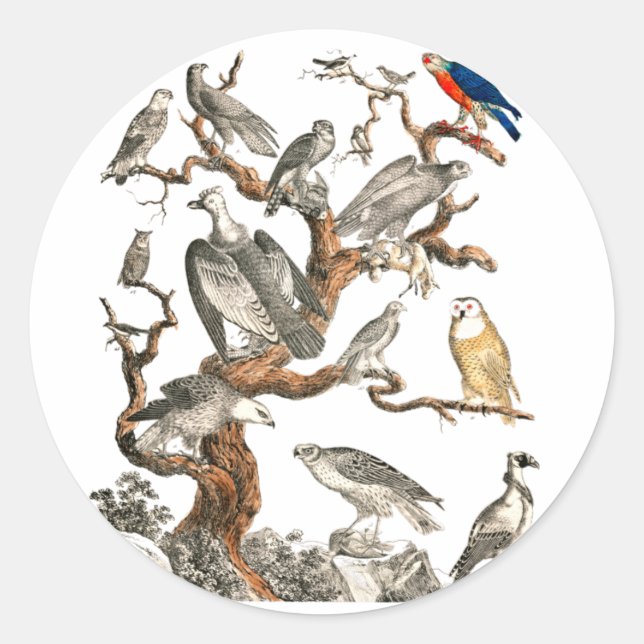 Barn Owl Snowy Bird Nature Classic Round Sticker (Front)