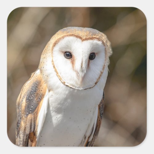Barn Owl Square Sticker