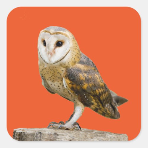 Barn Owl Square Sticker