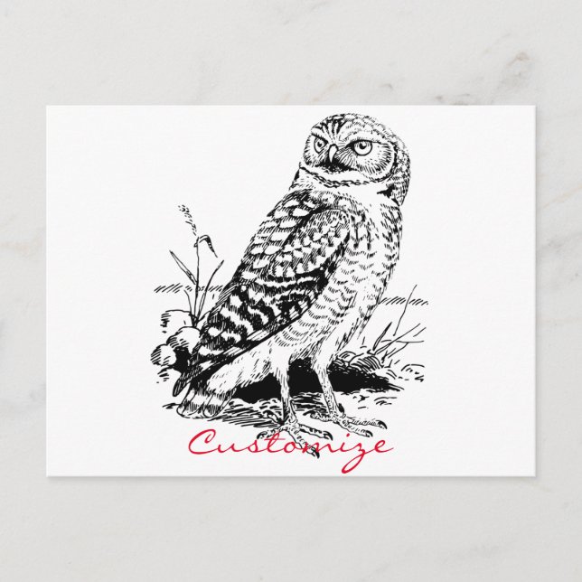 Barn Owl Thunder_Cove Postcard (Front)