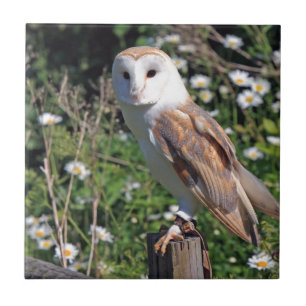 Barn Owl Tile