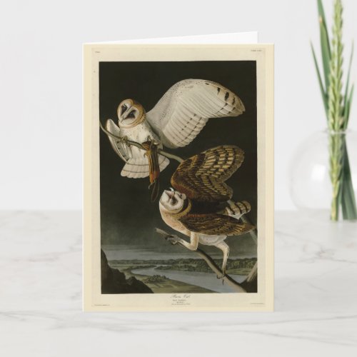 Barn Owl Tyto alba Audubons Birds of America Card