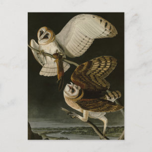 Barn Owl (Tyto alba) Audubon's Birds of America Postcard