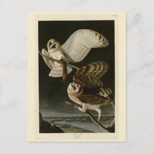 Barn Owl (Tyto alba) Audubon's Birds of America Postcard