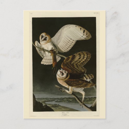 Barn Owl Tyto alba Audubons Birds of America Postcard