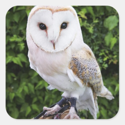 Barn owl Tyto Alba on glove Square Sticker