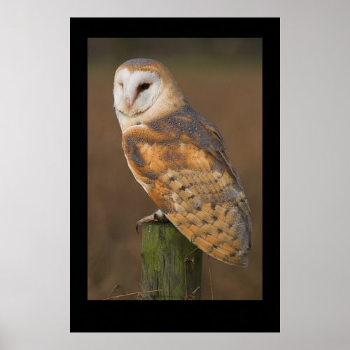 Barn Owl Tyto alba Poster