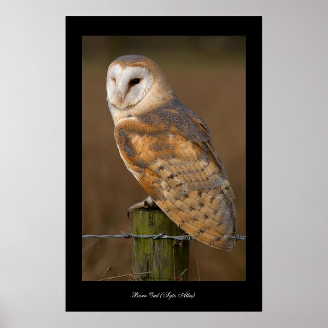 Barn Owl (Tyto alba). Poster (Front)
