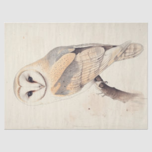 Barn Owl Vintage Decoupage Bird Painting Art Tissue Paper