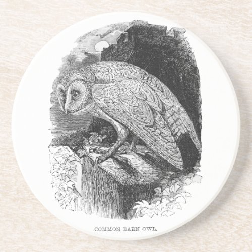 Barn Owl vintage illustration graphic art Drink Coaster
