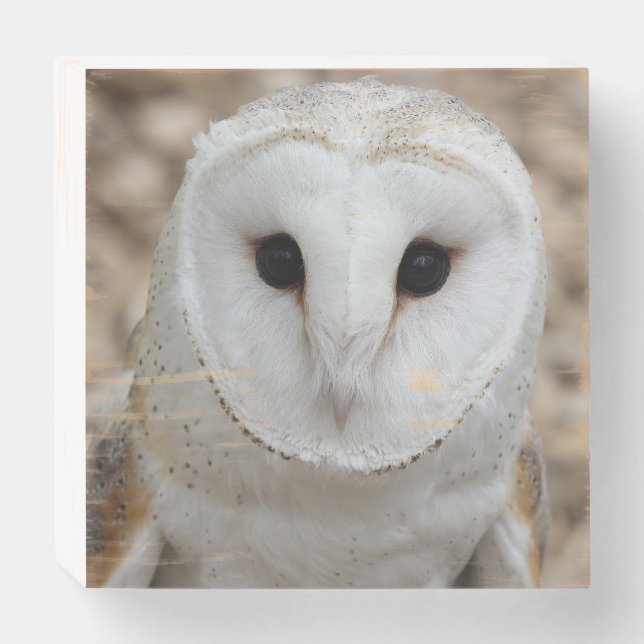 Barn Owl - Wood Print Wooden Box Sign (Front Horizontal)