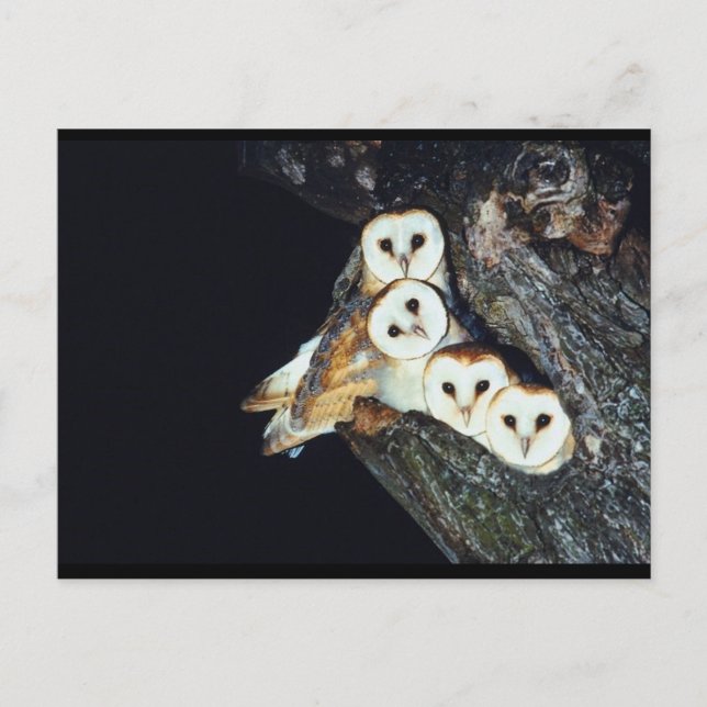 Barn Owls in a Tree Postcard (Front)