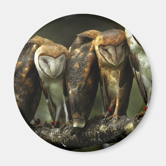 Barn Owls magnet (Front)