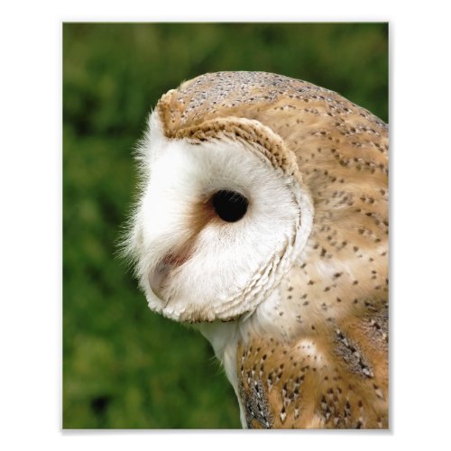 BARN OWLS PHOTO PRINT