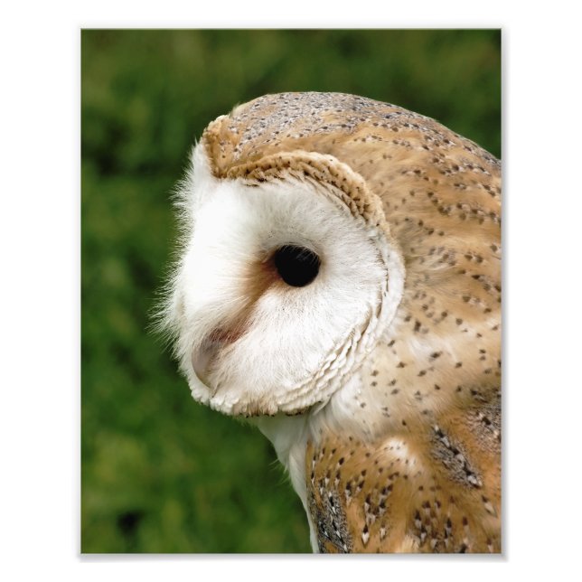 BARN OWLS PHOTO PRINT (Front)