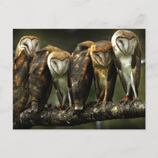 Barn Owls postcard (Front)