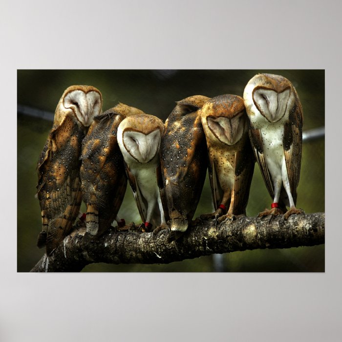 Barn Owls print