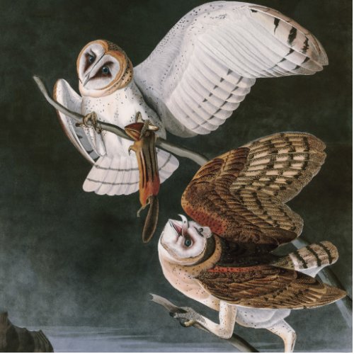 Barn Owls the Birds of America John James Audubon Cutout