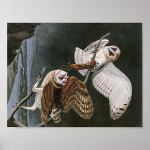Barn Owls, the Birds of America John James Audubon Poster