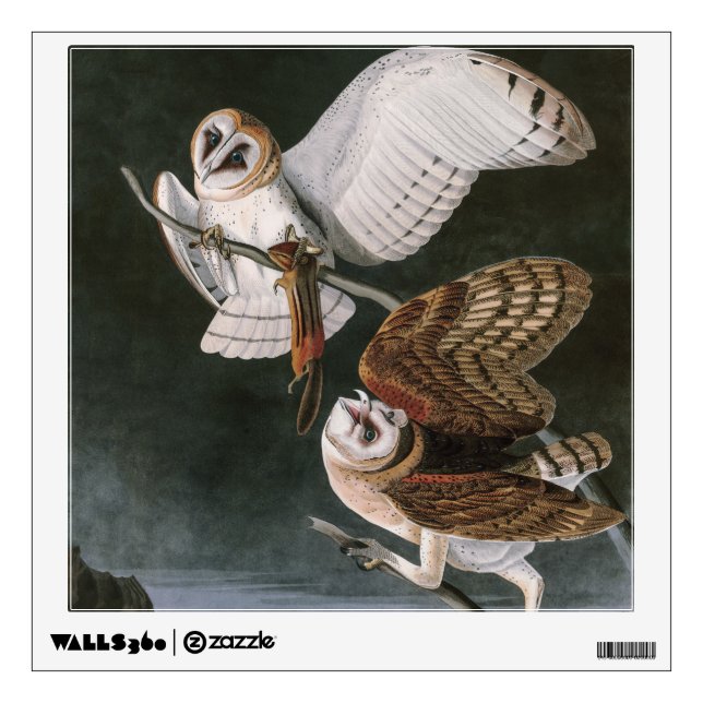 Barn Owls, the Birds of America John James Audubon Wall Decal (Front)