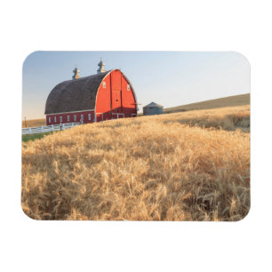 Barn, summer wheat fields near Sprague, Eastern 1 Magnet