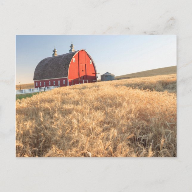 Barn, summer wheat fields near Sprague, Eastern 1 Postcard (Front)