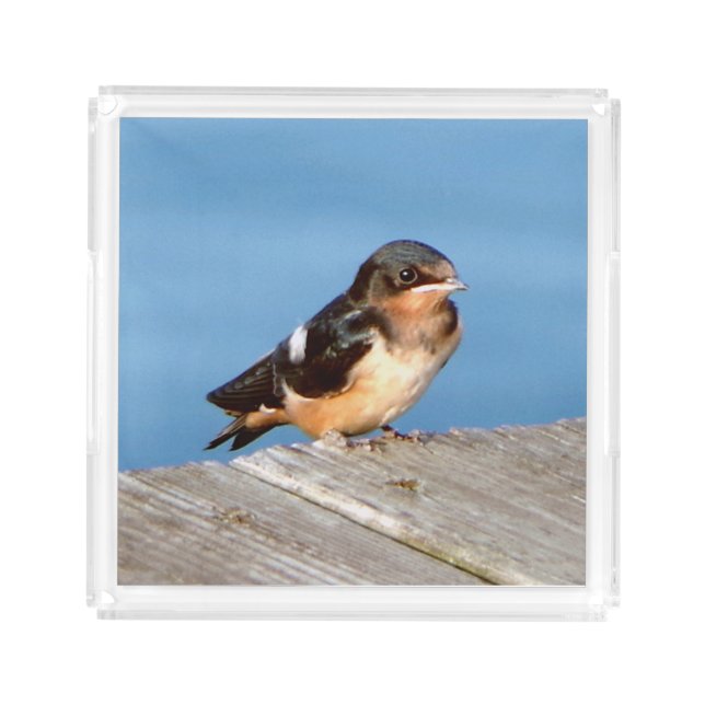 Barn Swallow acrylic tray (Front)